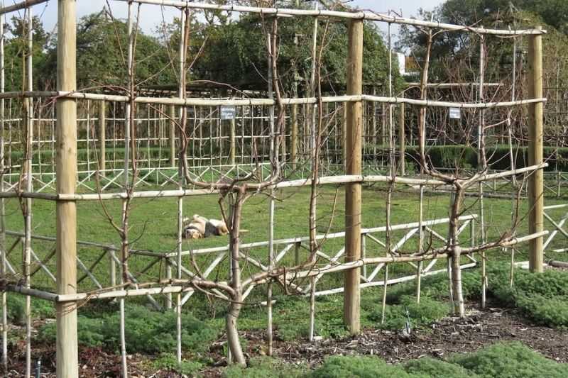 tutorar árbol frutal en espaldera